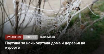 Паутина за ночь окутала дома и деревья на курорте - kubnews.ru - Анапа - Краснодарский край - Ростовская обл.