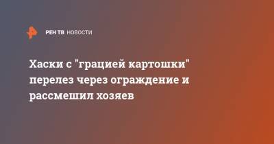 Ким Кардашьян - Хаски с "грацией картошки" перелез через ограждение и рассмешил хозяев - ren.tv