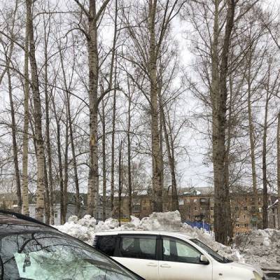 Кемеровчанам разъяснили, как срубить старые деревья во дворе - gazeta.a42.ru - Кемерово