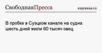 В пробке в Суэцком канале на судна шесть дней жили 60 тысяч овец - svpressa.ru - Египет