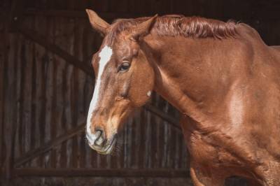 Лошадь откусила палец ребенку в симферопольском зоопарке - news.vse42.ru - Симферополь