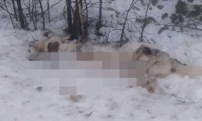 Мертвых собак в мешках обнаружили в Карелии: полиция проводит проверку (18+) - gubdaily.ru - район Муезерский - республика Карелия