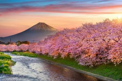 В Японии наступил самый ранний сезон цветения сакуры за 1200 лет - news.bigmir.net - Япония - Киото