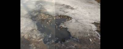 В музее-заповеднике «Царское Село» объяснили массовую гибель рыбы в Екатерининском пруду - runews24.ru - Павловск