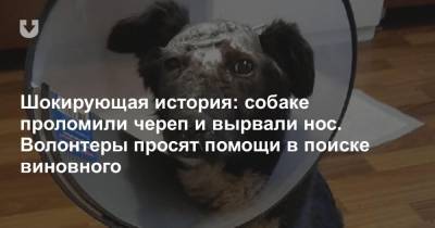Шокирующая история: собаке проломили череп и вырвали нос. Волонтеры просят помощи в поиске виновного - news.tut.by - Гомель - Гомельская обл.