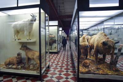 Зоологический музей пригласил горожан на вечерние экскурсии - vm.ru - Приморье край