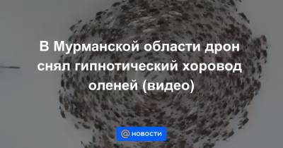 Екатерина Гура - В Мурманской области дрон снял гипнотический хоровод оленей (видео) - news.mail.ru - Мурманская обл.