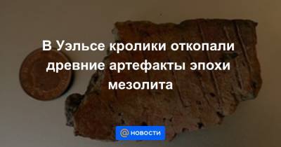В Уэльсе кролики откопали древние артефакты эпохи мезолита - news.mail.ru - Ирландия