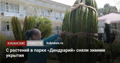С растений в парке «Дендрарий» сняли зимние укрытия - kubnews.ru - Сочи - Краснодарский край