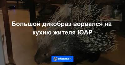 Большой дикобраз ворвался на кухню жителя ЮАР - news.mail.ru - Юар