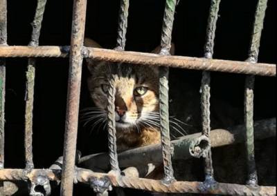 В Киеве кошку с котятами заживо заварили в подвале: "потому что антисанитария и тараканы" - politeka.net - Киев