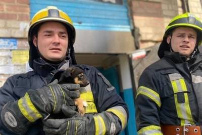 Спасатели из Днепра не смогли расстаться со щенком, которого достали из ловушки - kp.ua - Днепр - Днепропетровская обл. - Гсчс