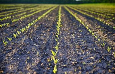 Европа сокращает посевы сахарной свеклы - agroportal.ua