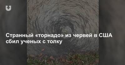 Странный «торнадо» из червей в США сбил ученых с толку - news.tut.by - Нью-Йорк - шт.Нью-Джерси