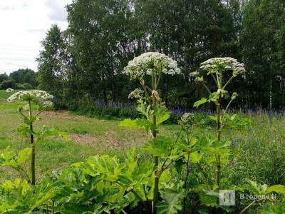 Места произрастания борщевика в Нижегородской области нанесены на специальную карту - vgoroden.ru - Нижегородская обл.