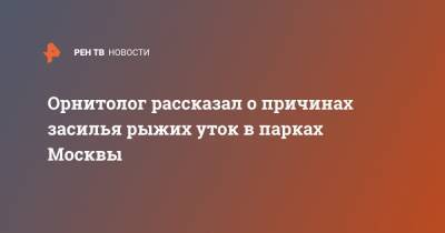 Орнитолог рассказал о причинах засилья рыжих уток в парках Москвы - ren.tv - Москва