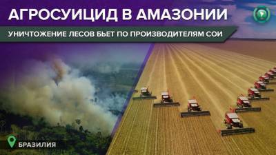 «Агросуицид»: обезлесение Амазонии ударило по производителям сои в Бразилии - riafan.ru - Бразилия