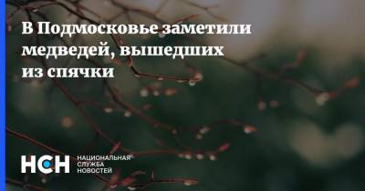 В Подмосковье заметили медведей, вышедших из спячки - nsn.fm - Московская обл. - Тверская обл.