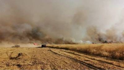 Войска США воруют сирийскую пшеницу - anna-news.info - США - Сирия - Сана - Турция - Ирак