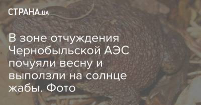 В зоне отчуждения Чернобыльской АЭС почуяли весну и выползли на солнце жабы. Фото - strana.ua