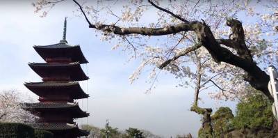 В японском Киото впервые с 812 года сакура зацвела так рано - фото и видео - ТЕЛЕГРАФ - telegraf.com.ua - Япония - Киото