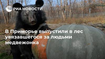 В Приморье выпустили в лес увязавшегося за людьми медвежонка - ria.ru - Россия - Приморье край - Владивосток