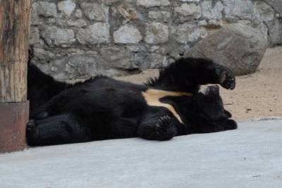 Гималайская медведица Будур умерла в Московском зоопарке во время спячки - vm.ru