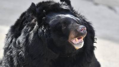 Светлана Акулова - Гималайская медведица умерла во время спячки в Московском зоопарке - iz.ru - Израиль