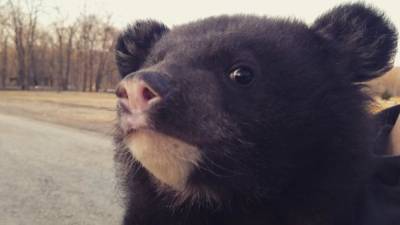 Прибившегося к семье медвежонка выпустили на волю в Приморье - newinform.com - Приморье край