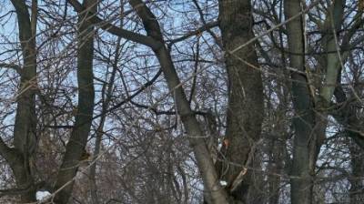 В Кузнецке для реконструкции сквера вырубили деревья - penzainform.ru - Сергей - Благоустройство