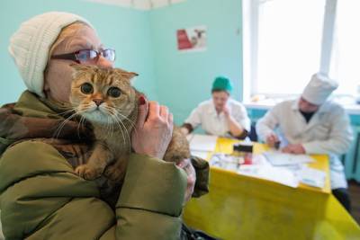 Ветеринар перечислил противопоказания к вакцинации животных от коронавируса - vm.ru