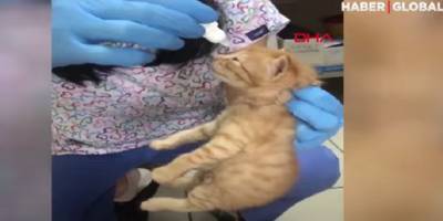 В Турции кошка принесла котят с глазной инфекцией к ветеринарам – ВИДЕО - ТЕЛЕГРАФ - telegraf.com.ua - Турция - Измир