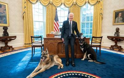 Дональд Трамп - Джо Байден - Угроза в Белом доме. Проблемы Байдена с собаками - korrespondent.net - США