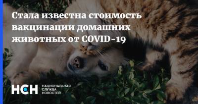 Юлия Мелано - Константин Савенков - Стала известна стоимость вакцинации домашних животных от COVID-19 - nsn.fm