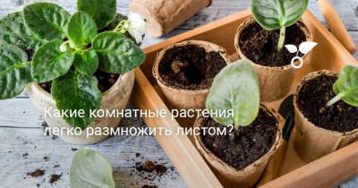 Какие комнатные растения легко размножить листом? - skuke.net