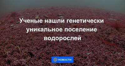 Ученые нашли генетически уникальное поселение водорослей - news.mail.ru - Норвегия - Португалия