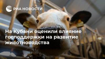 Юрий Бурлачко - На Кубани оценили влияние господдержки на развитие животноводства - smartmoney.one - Краснодарский край