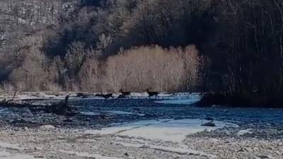 Краснокнижные кавказские олени попали на видео в сочинском нацпарке - vesti.ru - Сочи