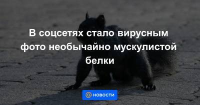 Екатерина Гура - В соцсетях стало вирусным фото необычайно мускулистой белки - news.mail.ru - Канада