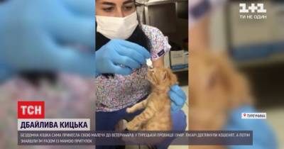В Турции бездомная кошка принесла ветеринарам двух котят с воспалением глаз - tsn.ua - Турция - Turkey