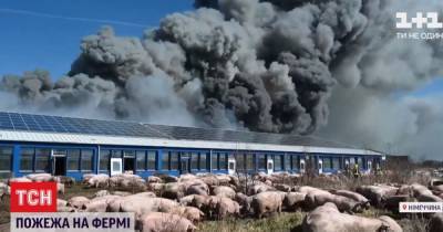 В Германии сгорела ферма, и десятки тысяч свиней бродят без присмотра - tsn.ua - Германия
