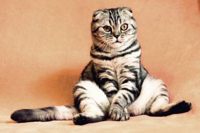 Автор мема про Наташу и котов зарегистрирует его как товарный знак - grodnonews.by