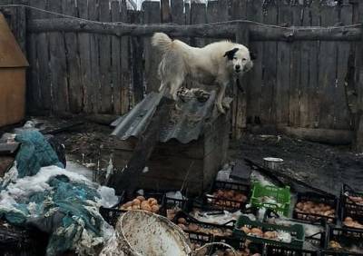 Зоозащитники показали жуткие условия содержания собак приюта в Сасове - ya62.ru - Рязань