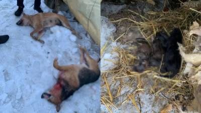 Зрелище не для слабонервных: В Тульской области жестоко расправились с бродячими собаками - riafan.ru - Тула - Новомосковск - Тульская обл.