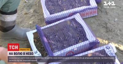Почему в арабских странах готовы выкладывать круглые суммы за украинских щеглов - tsn.ua - Киев - Киевская обл. - Эмираты - Львовская обл. - Херсонская обл.