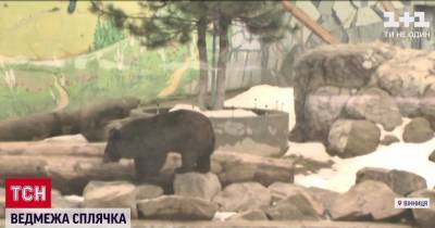 Зарылась в землю на полтора метра: в зоопарке в Виннице медведица впала в спячку впервые за 15 лет - tsn.ua