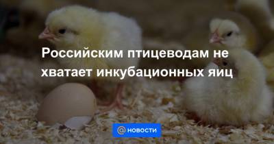 Дмитрий Патрушев - Российским птицеводам не хватает инкубационных яиц - news.mail.ru