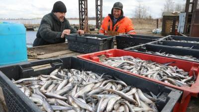 Рыба клюёт с головы: объём добычи на Северо-Западе резко повысился - dp.ru - Ленинградская обл. - Санкт-Петербург - Псковская обл. - Новгородская обл. - республика Карелия