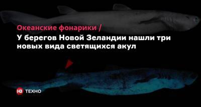 Океанские фонарики. У берегов Новой Зеландии нашли три новых вида светящихся акул - nv.ua - Бельгия - Новая Зеландия