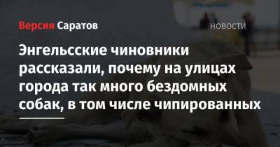 Энгельсские чиновники рассказали, почему на улицах города так много бездомных собак, в том числе чипированных - nversia.ru - район Энгельсский